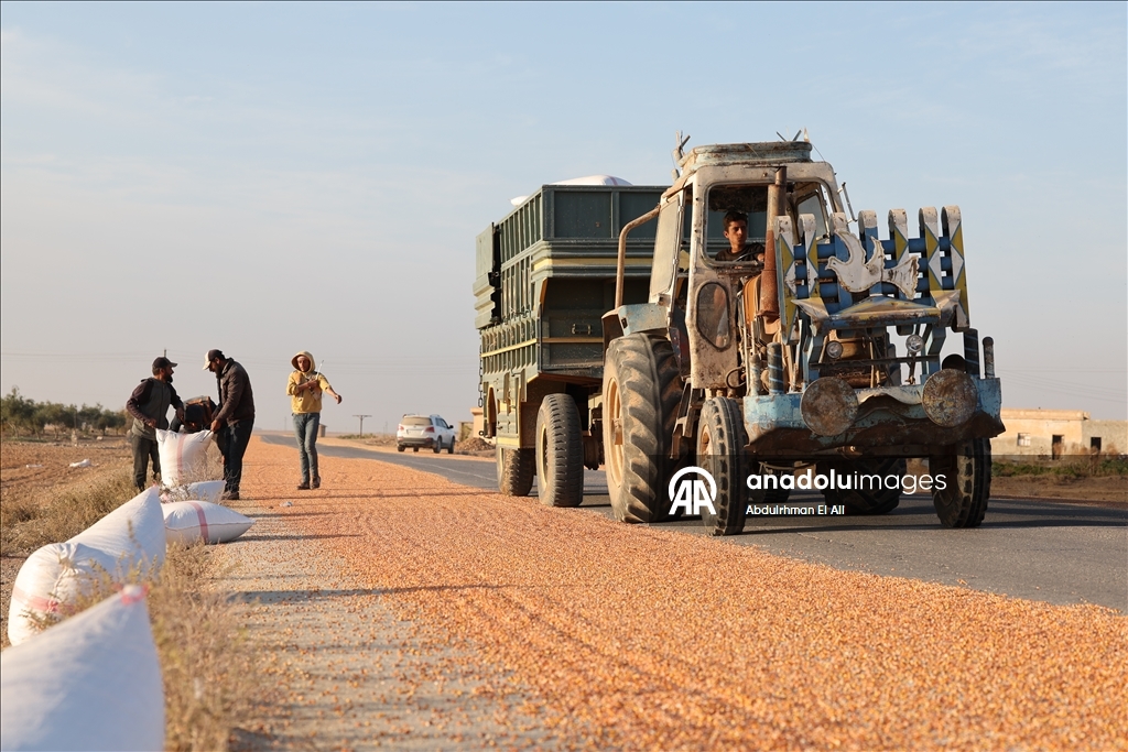 Suriye’de mısır hasadı başladı