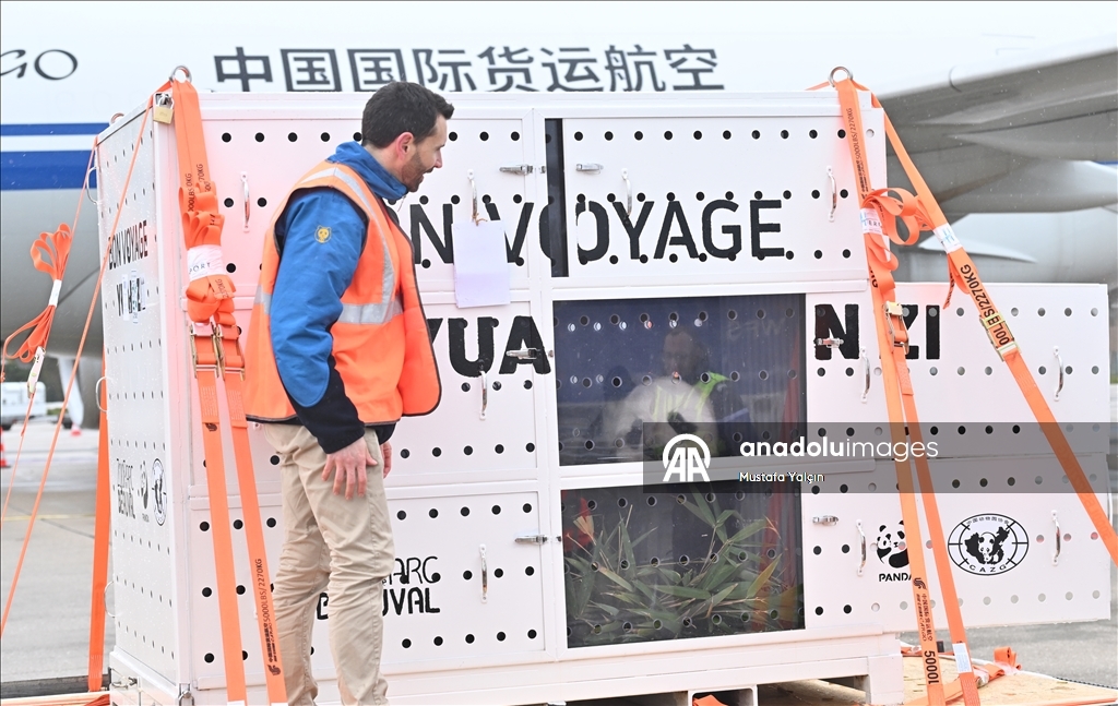 Beauval hayvanat bahçesindeki pandalar Çin’e gönderildi