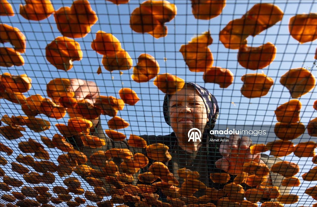Kozan’da “Sarı Altın” cennet hurması hasadı başladı