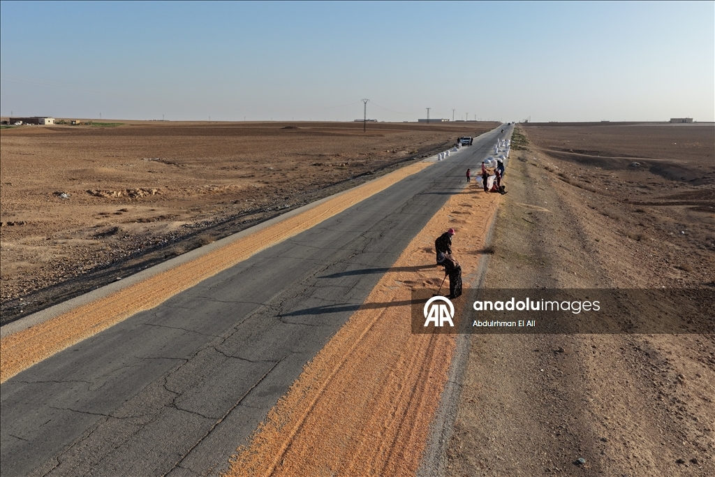 Suriye’de mısır hasadı başladı