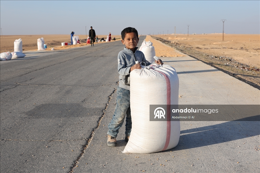 Suriye’de mısır hasadı başladı