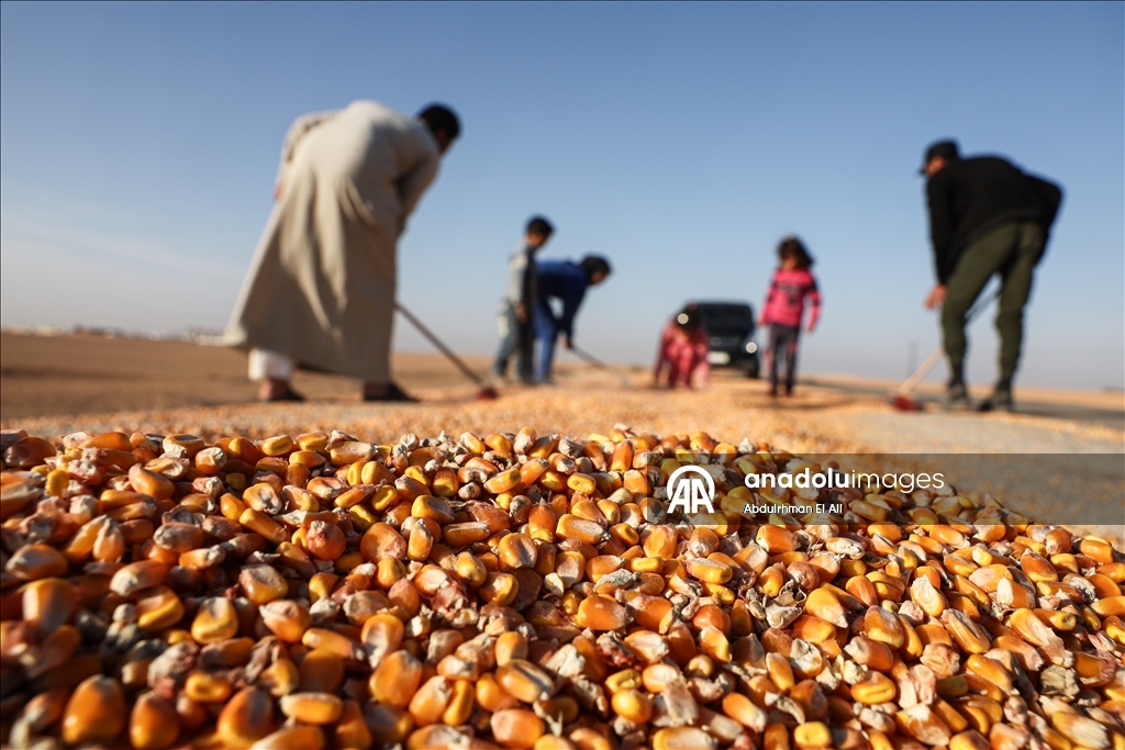 Suriye’de mısır hasadı başladı