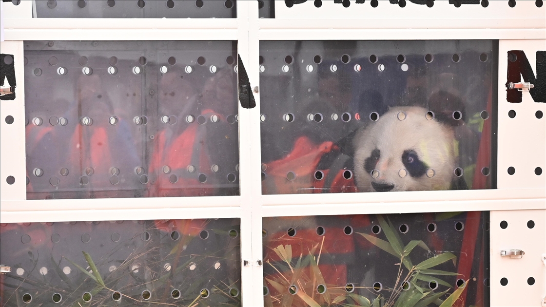 Beauval hayvanat bahçesindeki pandalar Çin’e gönderildi