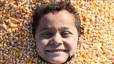 Suriye’de mısır hasadı başladı