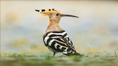 Göçmen kuşlar, Rize kıyılarını "Sığınak" olarak kullanıyor