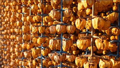 Kozan’da “Sarı Altın” cennet hurması hasadı başladı