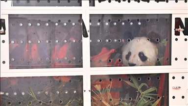 Beauval hayvanat bahçesindeki pandalar Çin’e gönderildi