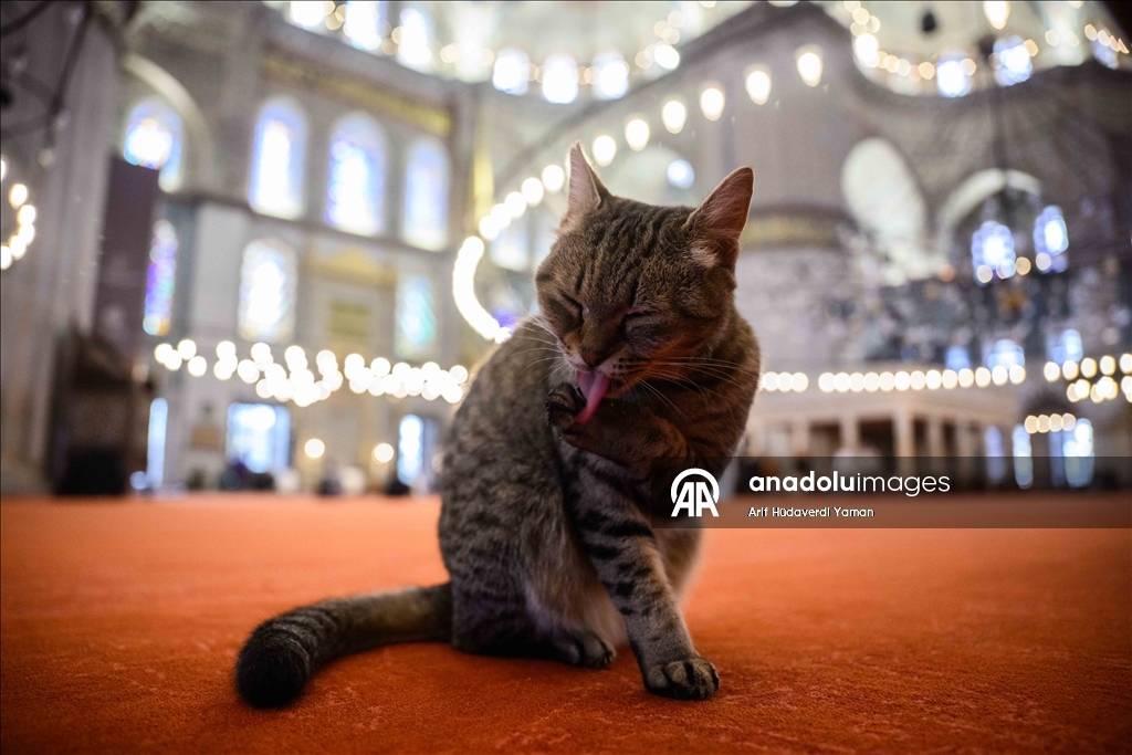 تحضيرا لزيارة بابا الفاتيكان.. ترتيبات تركية في دور العبادة بإسطنبول