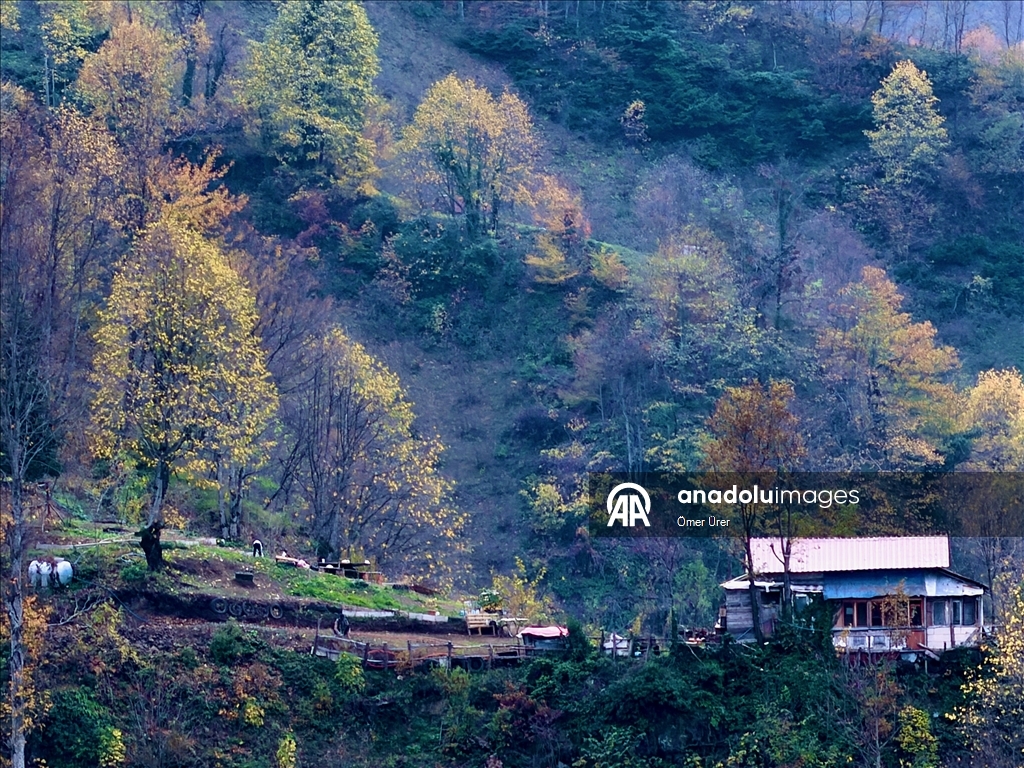 Autumn season in Turkiye's Duzce