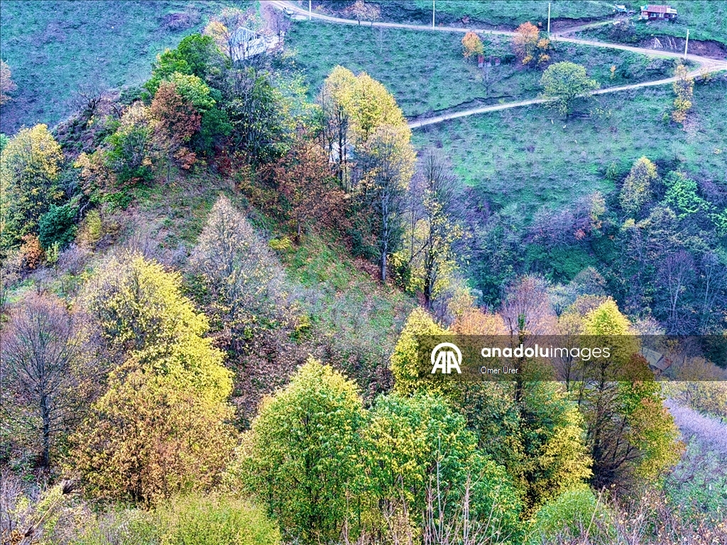 Autumn season in Turkiye's Duzce