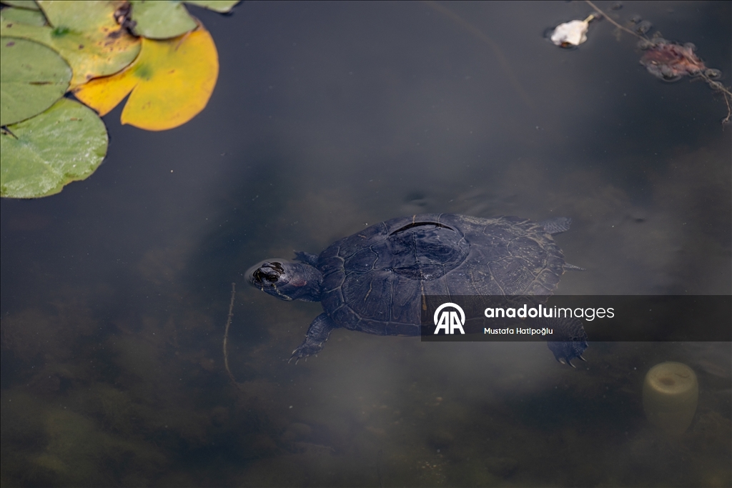 Яркие краски осени в природном парке Гельджюк