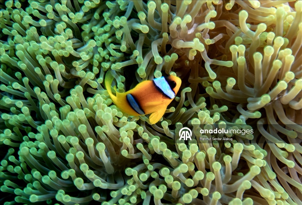 Рыба-клоун - симпатичное подводное создание