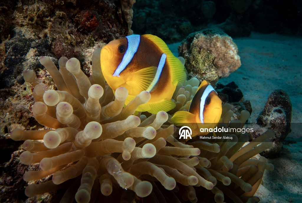 Рыба-клоун - симпатичное подводное создание