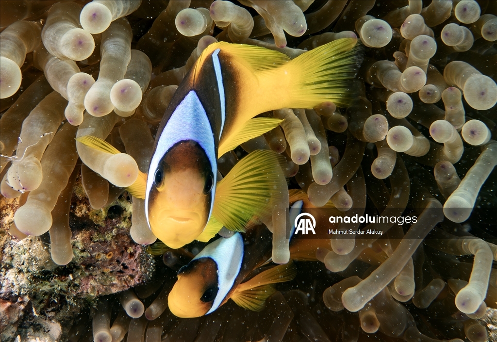 Su altının sevimli canlıları: Palyaço balıkları