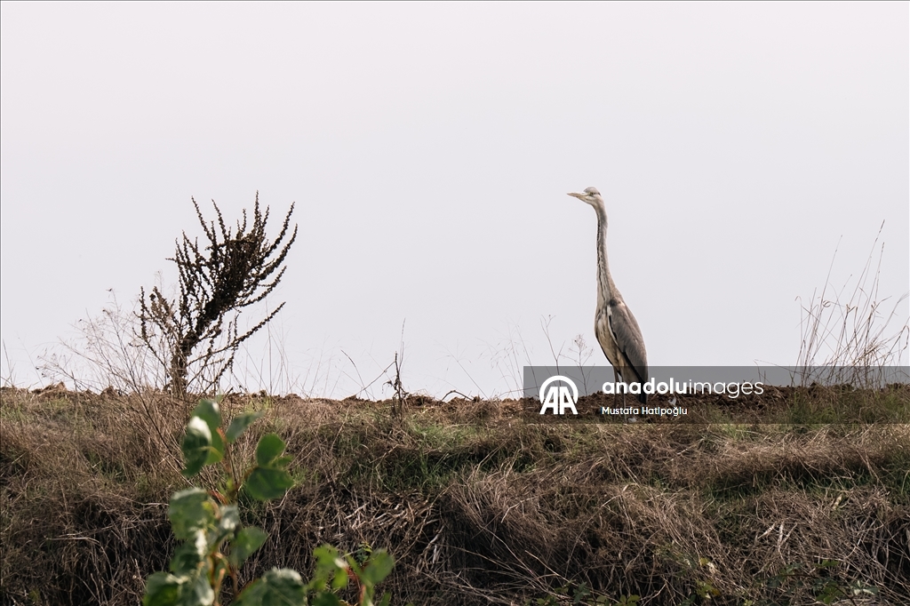 Яркие краски осени в природном парке Гельджюк