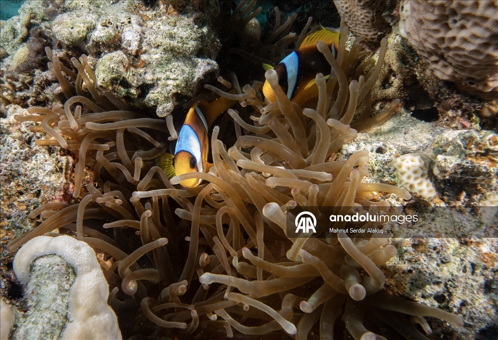 Рыба-клоун - симпатичное подводное создание