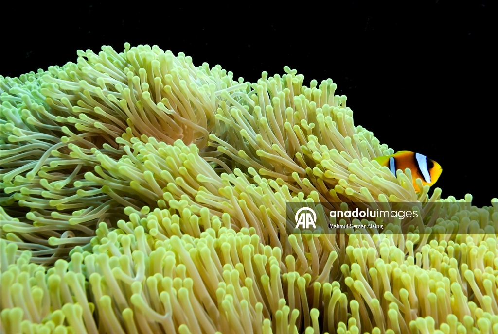 Su altının sevimli canlıları: Palyaço balıkları