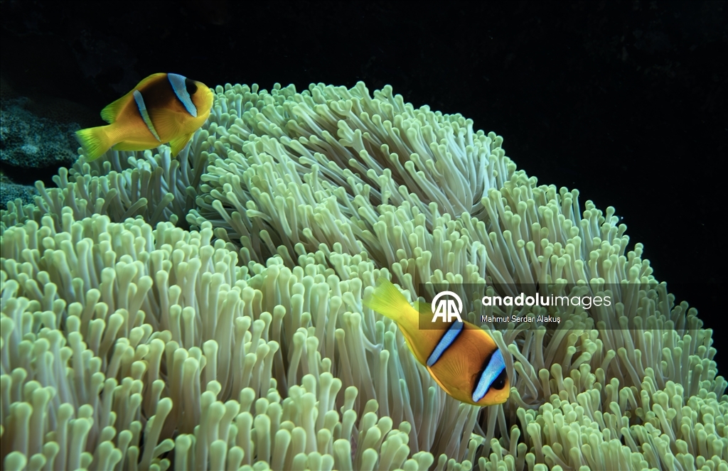 Su altının sevimli canlıları: Palyaço balıkları