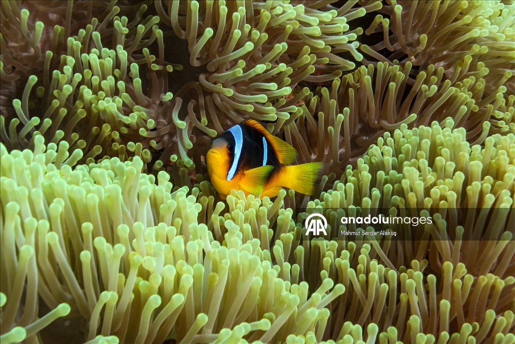 Рыба-клоун - симпатичное подводное создание