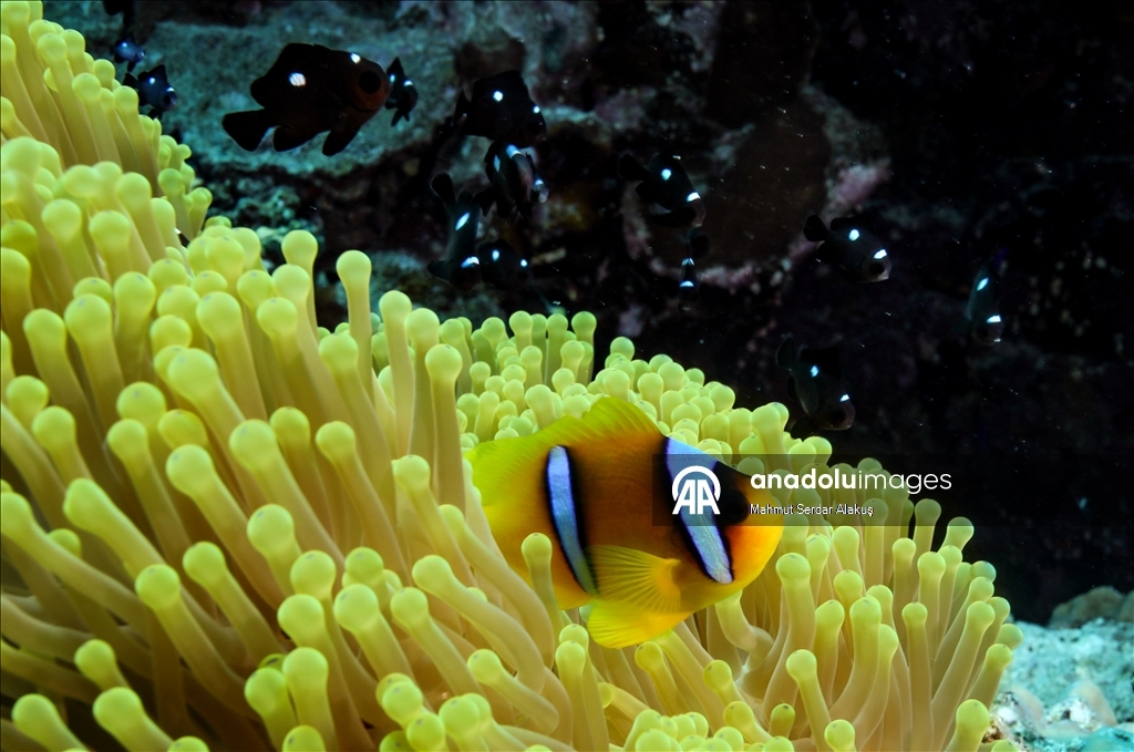 Рыба-клоун - симпатичное подводное создание