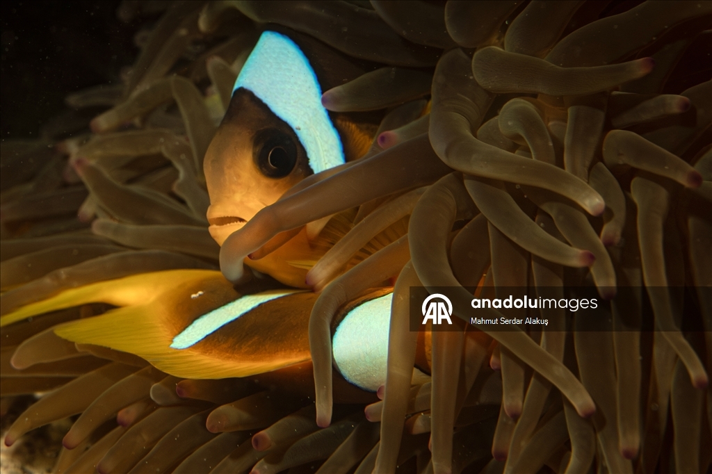 Рыба-клоун - симпатичное подводное создание