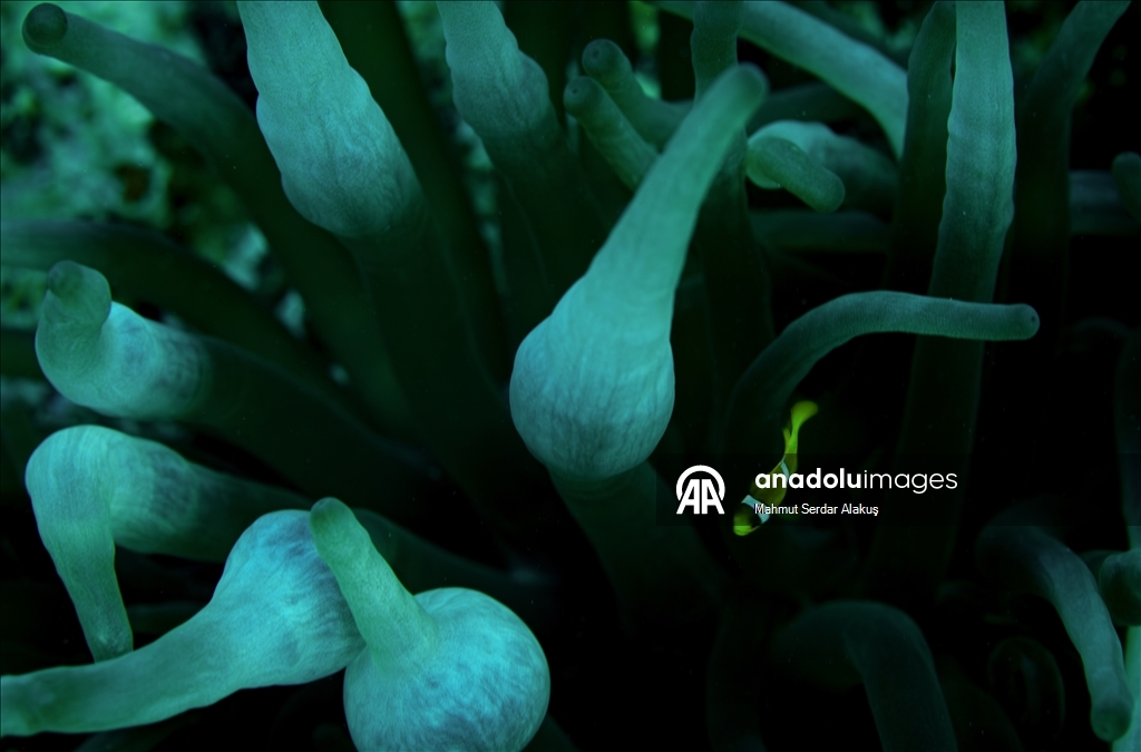 Рыба-клоун - симпатичное подводное создание