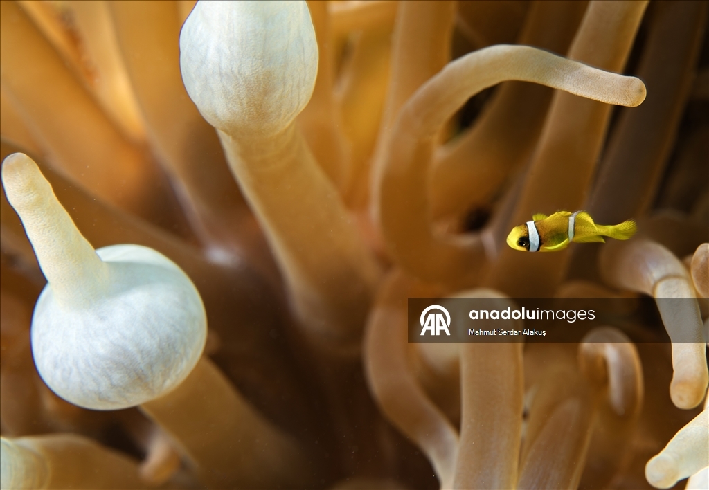 Рыба-клоун - симпатичное подводное создание