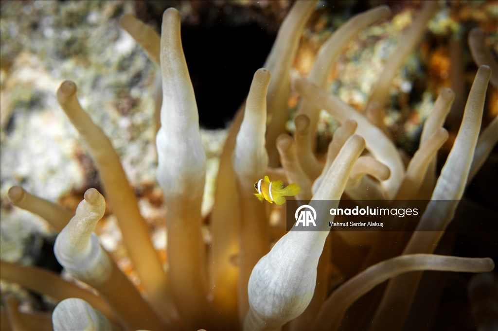 Рыба-клоун - симпатичное подводное создание