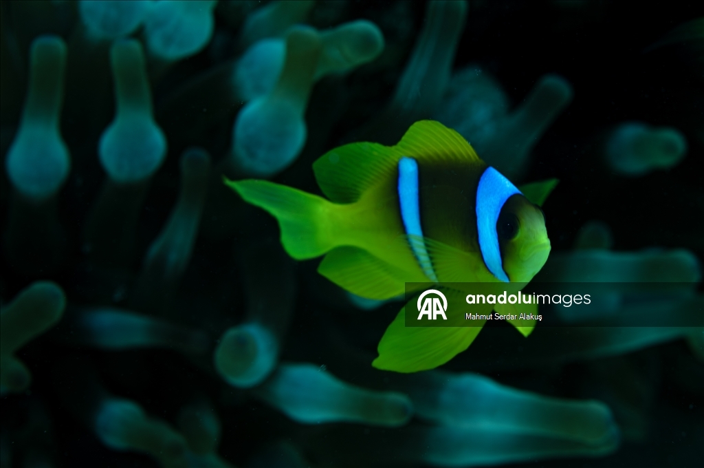 Рыба-клоун - симпатичное подводное создание