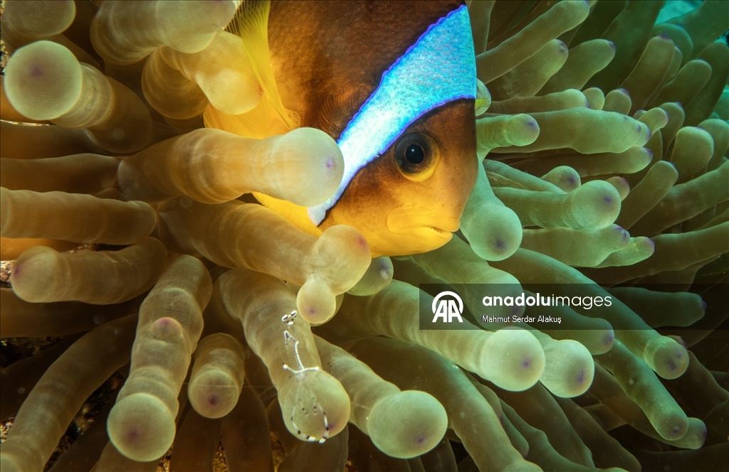 Рыба-клоун - симпатичное подводное создание