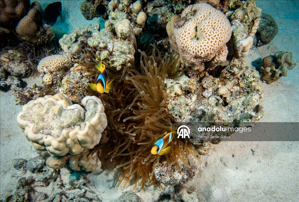 Рыба-клоун - симпатичное подводное создание