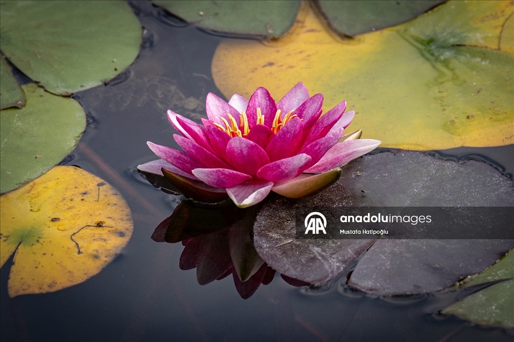 Яркие краски осени в природном парке Гельджюк