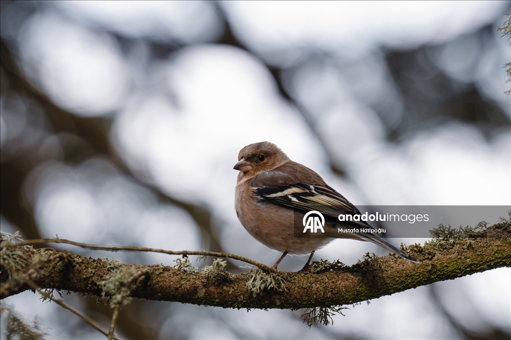 Яркие краски осени в природном парке Гельджюк