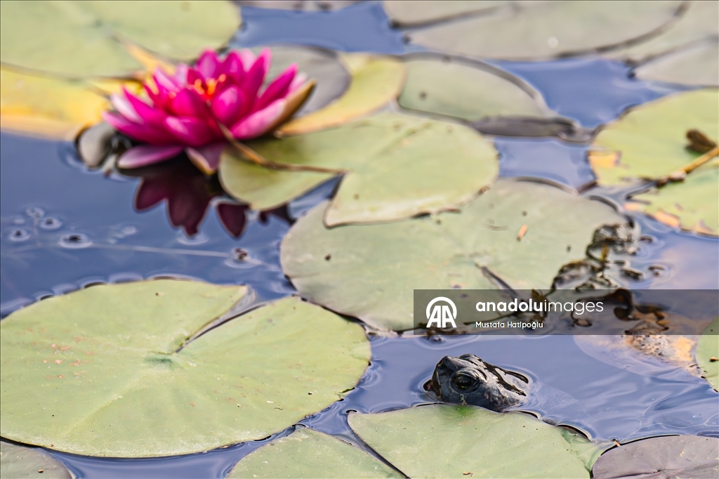 Яркие краски осени в природном парке Гельджюк
