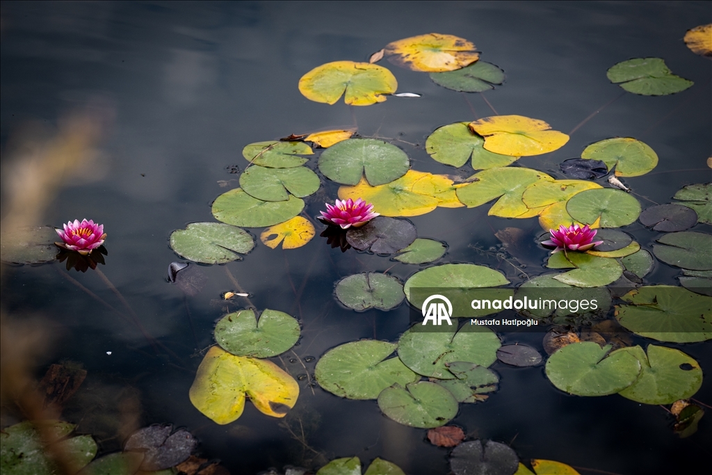 Яркие краски осени в природном парке Гельджюк