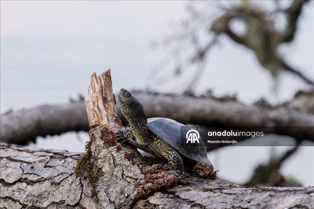 Яркие краски осени в природном парке Гельджюк