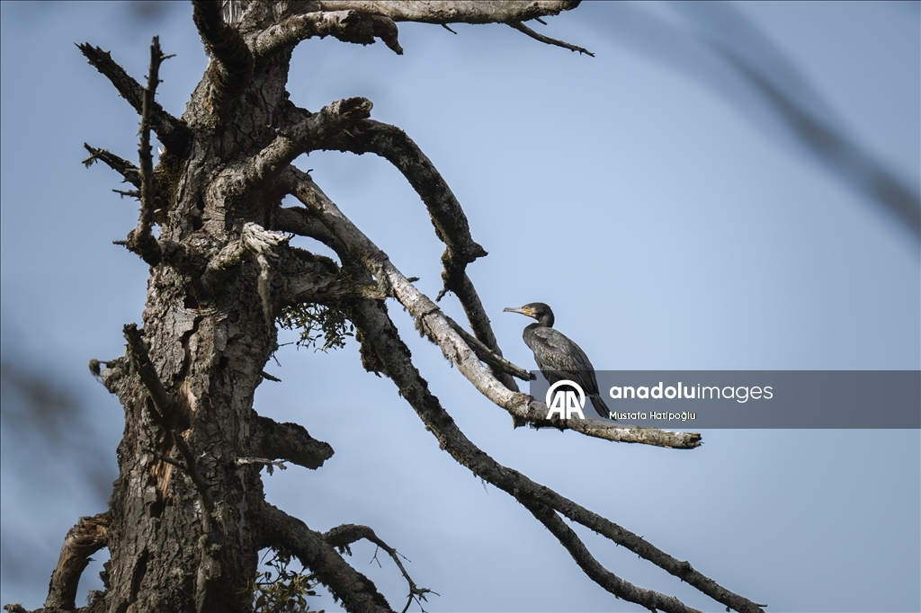 Яркие краски осени в природном парке Гельджюк