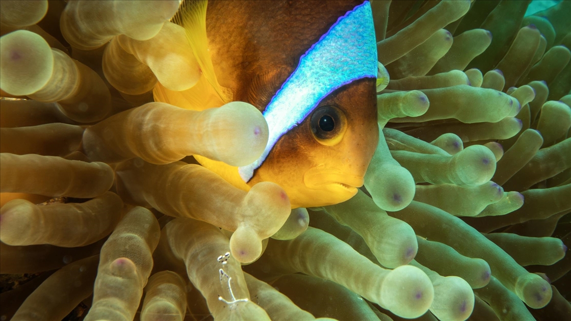 Su altının sevimli canlıları: Palyaço balıkları