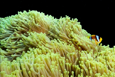 Рыба-клоун - симпатичное подводное создание