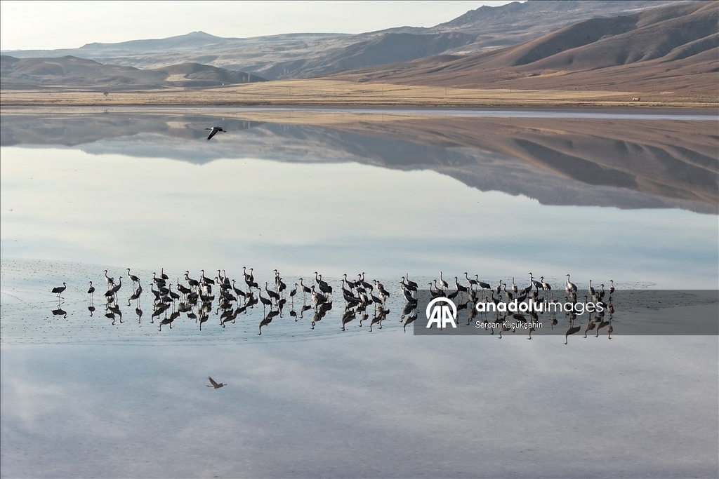 Li Gola Tuzla Palasê ku asta ava wê bilind bûye populasyona çivîkan zêde bû