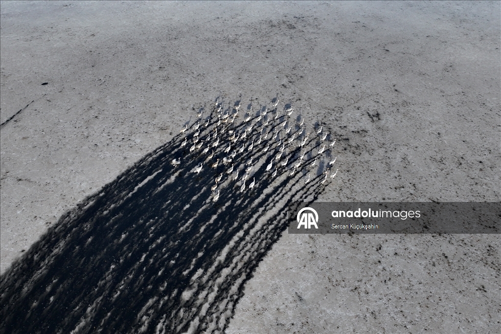 Li Gola Tuzla Palasê ku asta ava wê bilind bûye populasyona çivîkan zêde bû