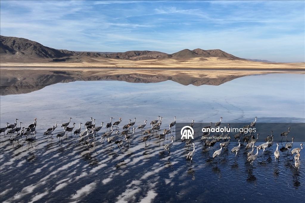 Li Gola Tuzla Palasê ku asta ava wê bilind bûye populasyona çivîkan zêde bû