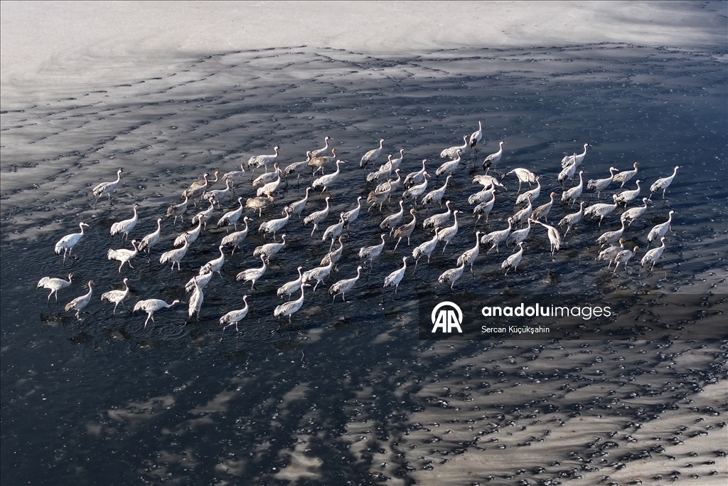 Li Gola Tuzla Palasê ku asta ava wê bilind bûye populasyona çivîkan zêde bû