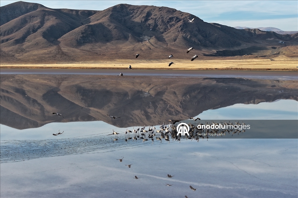 Li Gola Tuzla Palasê ku asta ava wê bilind bûye populasyona çivîkan zêde bû