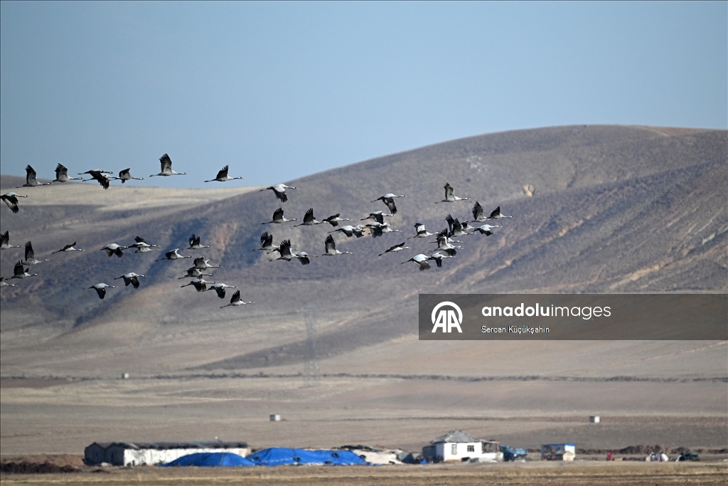 Li Gola Tuzla Palasê ku asta ava wê bilind bûye populasyona çivîkan zêde bû