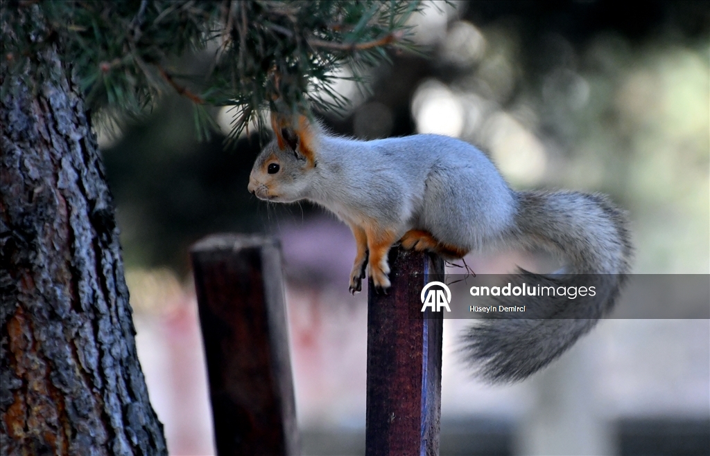 Kars'ta millet bahçesi yabani kuşlar ve sincaplarla renklendi