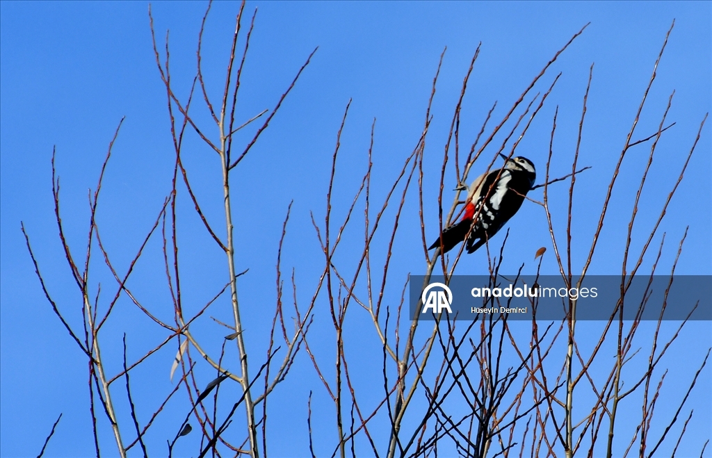 Kars'ta millet bahçesi yabani kuşlar ve sincaplarla renklendi