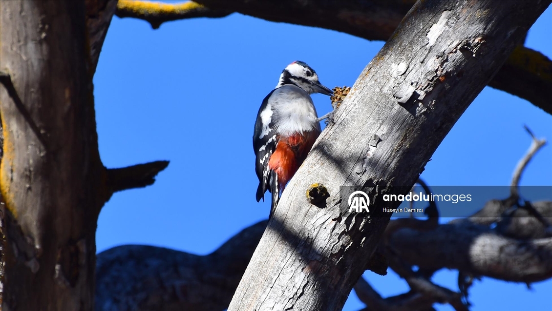 Kars'ta millet bahçesi yabani kuşlar ve sincaplarla renklendi