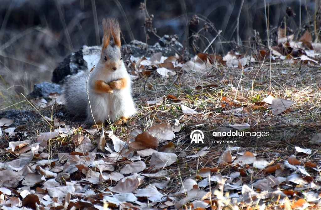 Kars'ta millet bahçesi yabani kuşlar ve sincaplarla renklendi