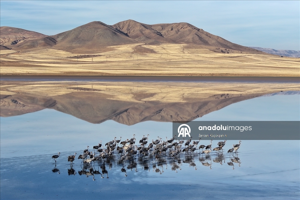 Li Gola Tuzla Palasê ku asta ava wê bilind bûye populasyona çivîkan zêde bû